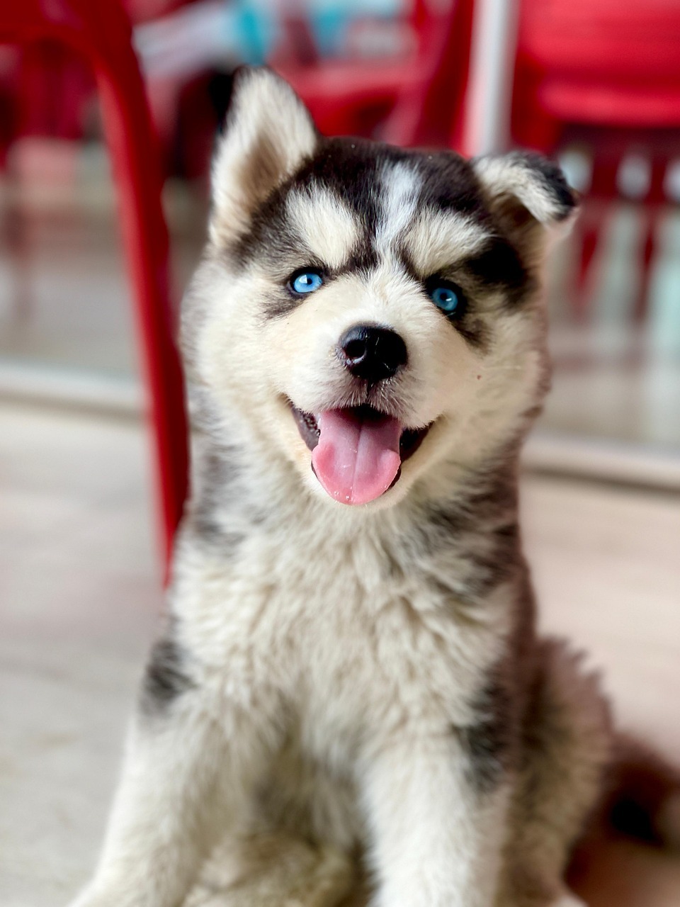 dog, puppy, siberian, canine, animal, puppy, nature, puppy, puppy, puppy, pet, puppy