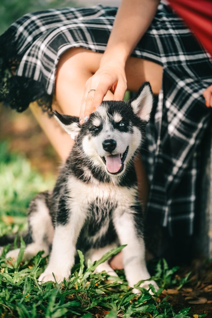 dog, pet, husky, puppy, outside, animal, nature, dog, dog, dog, dog, dog, husky, husky, puppy