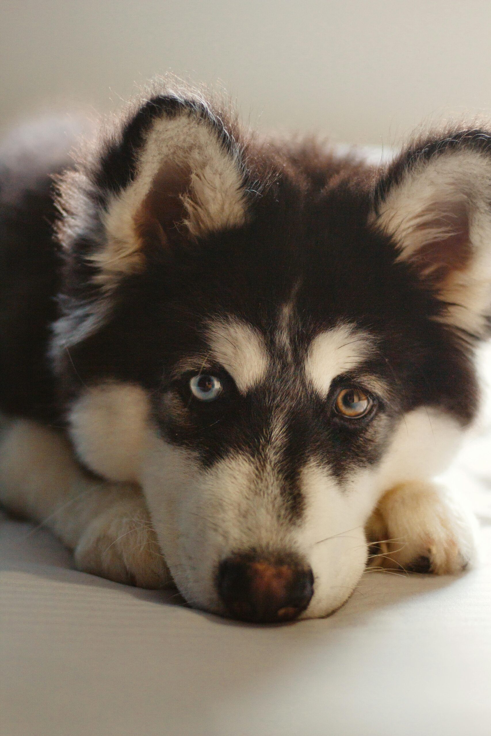 Adorable Siberian Husky puppy with heterochromia gazing lovingly, ideal for pet enthusiasts.