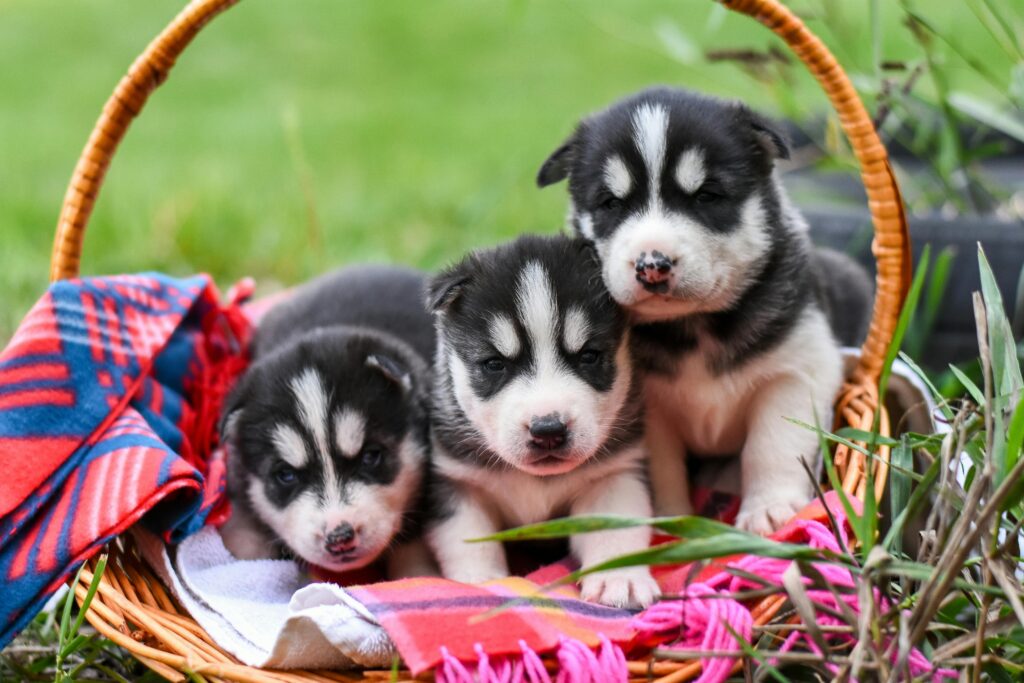 Three Siberian Husky puppies snuggled in a basket outdoors.